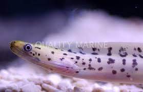 Image result for Gymnothorax vicinus