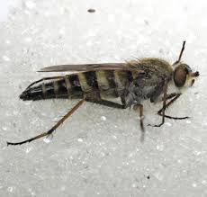 Attēlu rezultāti vaicājumam “Therevidae”