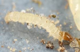 Attēlu rezultāti vaicājumam “Therevidae larva”