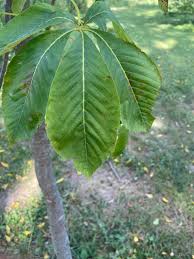 Attēlu rezultāti vaicājumam “Aesculus flava”