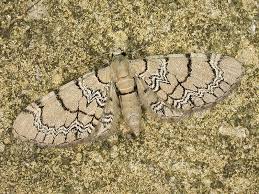 Attēlu rezultāti vaicājumam “Eupithecia venosata”