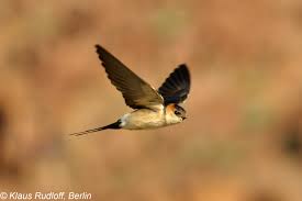 Image result for Cecropis daurica