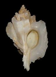 Attēlu rezultāti vaicājumam “Scapania mucronata macro”