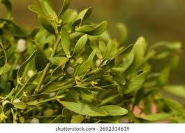 Attēlu rezultāti vaicājumam “Santalaceae”