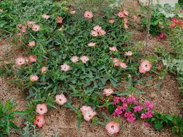 Image result for Abelmoschus moschatus