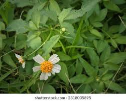 Attēlu rezultāti vaicājumam “Leucanthemum vulgare leaf”