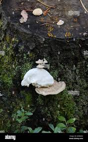 Attēlu rezultāti vaicājumam “Postia tephroleucus”