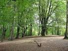 clearing in Styal Woods - via Daymix