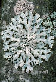 Attēlu rezultāti vaicājumam “Parmelia submontana”