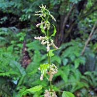 Attēlu rezultāti vaicājumam “Urtica dioica flower”