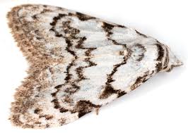 Attēlu rezultāti vaicājumam “Nola confusalis”