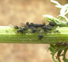 Attēlu rezultāti vaicājumam “Aphis jacobaeae”