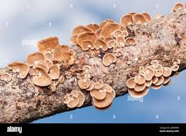 Attēlu rezultāti vaicājumam “Panellus stipticus”