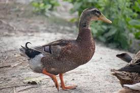 Attēlu rezultāti vaicājumam “Anas platyrhynchos juvenile”