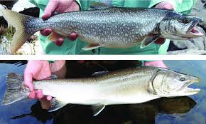 Image result for Salvelinus confluentus