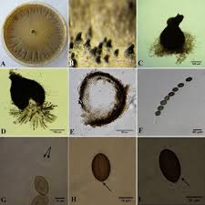 Attēlu rezultāti vaicājumam “Sordaria fimicola”