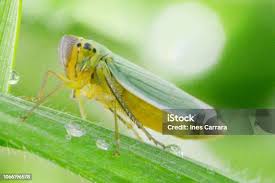 Attēlu rezultāti vaicājumam “Cicadella viridis”