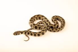 Attēlu rezultāti vaicājumam “Natrix natrix”