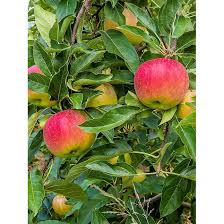 Attēlu rezultāti vaicājumam “Malus domestica fruit”