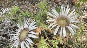 Image result for Silberdistel