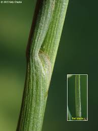 Attēlu rezultāti vaicājumam “Juncus gerardii leaf”