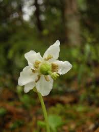 Attēlu rezultāti vaicājumam “Moneses uniflora flower”