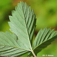 Attēlu rezultāti vaicājumam “Fragaria vesca leaf”