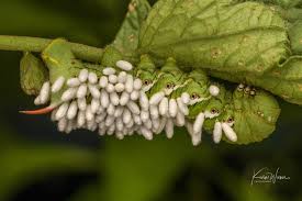 Attēlu rezultāti vaicājumam “Acronicta auricoma larva”