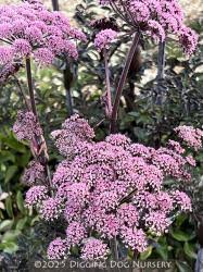 Attēlu rezultāti vaicājumam “Angelica palustris flower”