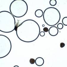 Attēlu rezultāti vaicājumam “Riccia sorocarpa macro”