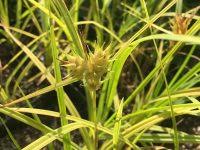 Attēlu rezultāti vaicājumam “Glyceria striata fruit”