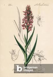 Attēlu rezultāti vaicājumam “Dactylorhiza incarnata”