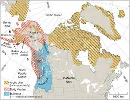 Image result for Salvelinus alpinus taranetzi