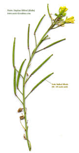 Attēlu rezultāti vaicājumam “Diplotaxis tenuifolia fruit”