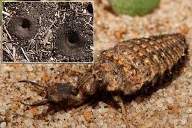 Attēlu rezultāti vaicājumam “Myrmeleontidae”