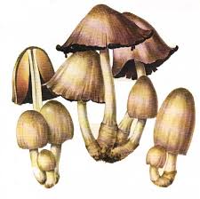 Image result for coprinus