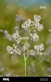 Attēlu rezultāti vaicājumam “Lepidium latifolium leaf”