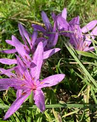Attēlu rezultāti vaicājumam “Colchicum autumnale flower”