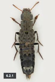 Attēlu rezultāti vaicājumam “Ontholestes murinus”