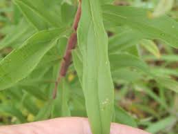 Attēlu rezultāti vaicājumam “Solidago canadensis leaf”