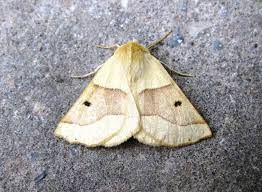 Attēlu rezultāti vaicājumam “Crocallis elinguaria”