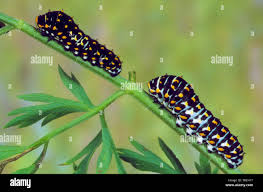 Attēlu rezultāti vaicājumam “Papilio machaon larva”