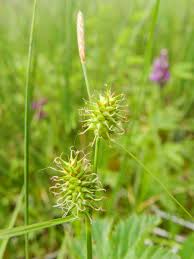 Attēlu rezultāti vaicājumam “Carex lepidocarpa leaf”