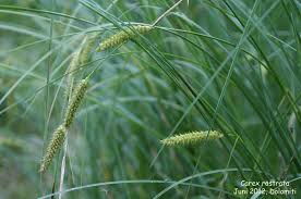 Attēlu rezultāti vaicājumam “Carex rostrata”