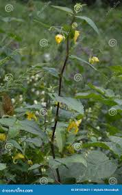 Attēlu rezultāti vaicājumam “Impatiens noli-tangere”