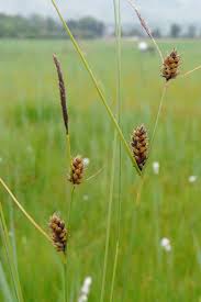 Attēlu rezultāti vaicājumam “Carex lasiocarpa”