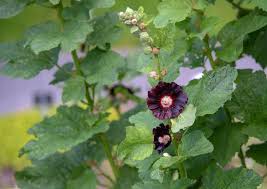 Attēlu rezultāti vaicājumam “Alcea rosea bud”