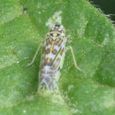 Attēlu rezultāti vaicājumam “Eupteryx vittata”