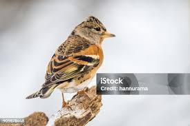 Attēlu rezultāti vaicājumam “Fringilla montifringilla female”