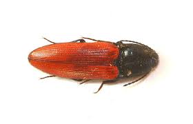 Attēlu rezultāti vaicājumam “Ampedus sp.”